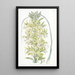 Asphodèle jaune de Sibérie - Sydenham Edwards — framed artwork on a wall