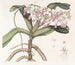 van de plant van Sir Richard Brooks - Sydenham Edwards — weergave van het kunstwerk