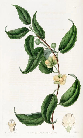 Sydenham Edwards - Smallflowered Sphrostema.webp