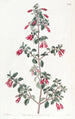 Fuchsia painting with small leaves - Sydenham Edwards — artwork view
