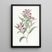 Elegant Godetia Painting - Sydenham Edwards — framed artwork on a wall