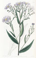 Aster lisse - Sydenham Edwards — artwork view