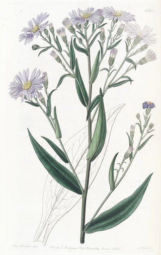Sydenham Edwards - Smooth Aster.webp