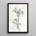 Michauxia lisse - Sydenham Edwards — framed artwork on a wall