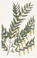 Scottia painting with smooth branches - Sydenham Edwards — artwork view