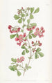 Kennedya with smooth leaves - Sydenham Edwards — artwork view