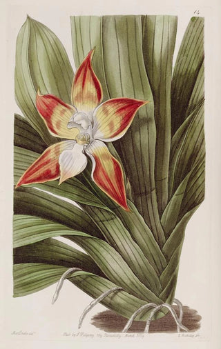 Sydenham Edwards - Speckled Huntleya.webp
