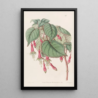 Sydenham Edwards - Splendid Fuchsia.webp