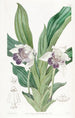 Zygopetalum à lèvres en cuillère - Sydenham Edwards — weergave van het kunstwerk