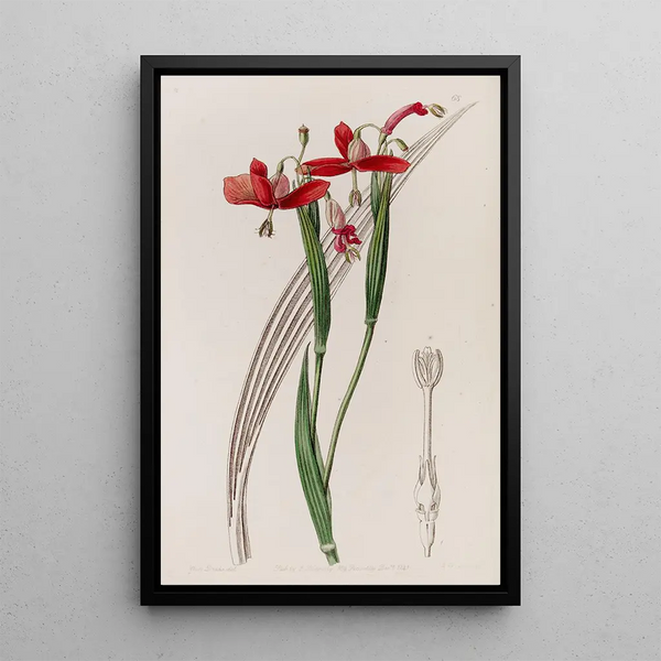 Sydenham Edwards - Spotless Stiffstalk.webp