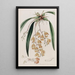 Burlingtonia tachetée - Sydenham Edwards — framed artwork on a wall