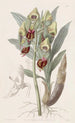 Feelerbloom tacheté - Sydenham Edwards — artwork view