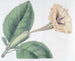 Solandra à fleurs tachetées - Sydenham Edwards — weergave van het kunstwerk