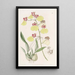 Oncidium with Spotted Wings - Sydenham Edwards — framed artwork on a wall