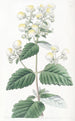 Calceolaria étalée - Sydenham Edwards — artwork view
