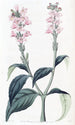 Justicia à tige carrée - Sydenham Edwards — artwork view