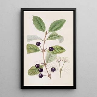 Sydenham Edwards - Stained Fly Honeysuckle.webp