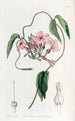 Echites à fleurs étoilées - Sydenham Edwards — artwork view