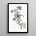 Gooseberry trailing - Sydenham Edwards — framed artwork on a wall