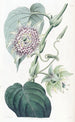 Passiflore à lanières - Sydenham Edwards — artwork view