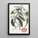 Benthamia à fruits de fraise - Sydenham Edwards — framed artwork on a wall