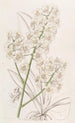 Oncidium straw-colored painting - Sydenham Edwards — artwork view