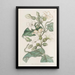 Schubertia with strong odor - Sydenham Edwards — framed artwork on a wall