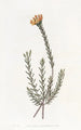 Pultenaea subombellée - Sydenham Edwards — artwork view