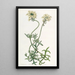 Verveine couleur soufre - Sydenham Edwards — framed artwork on a wall