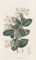 Boldu doux - Sydenham Edwards — artwork view