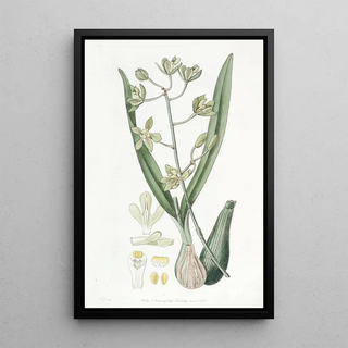 Sydenham Edwards - Sweetscented Epidendrum.webp