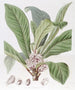 Galipea parfumée - Sydenham Edwards — weergave van het kunstwerk