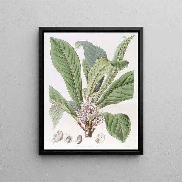 Sydenham Edwards - Sweetscented Galipea.webp