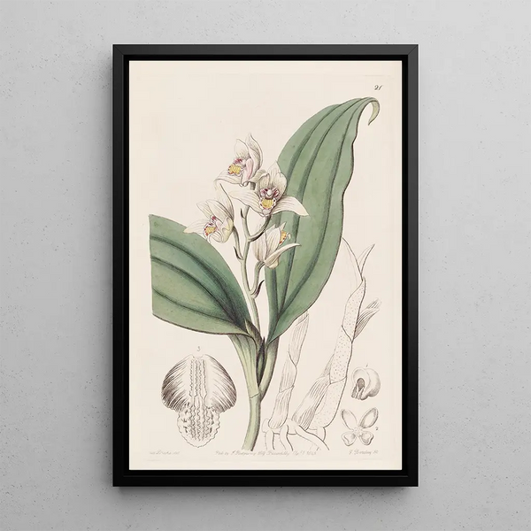 Sydenham Edwards - Sweetscented Hair Orchis.webp