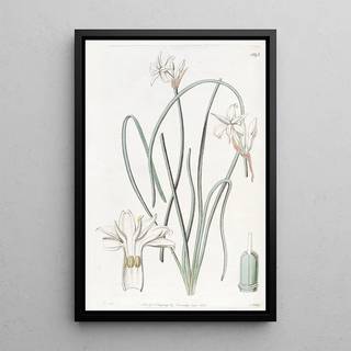 Sydenham Edwards - Sweetscented Leucocoryne.webp