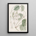 Mandevilla douce - Sydenham Edwards | Painting — framed artwork on a wall