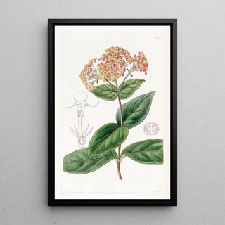 Sydenham Edwards - Sweetscented Rondeletia.webp