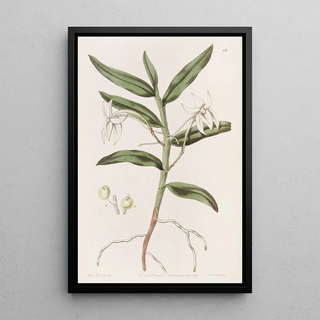 Sydenham Edwards - Swordleaved Angrec.webp