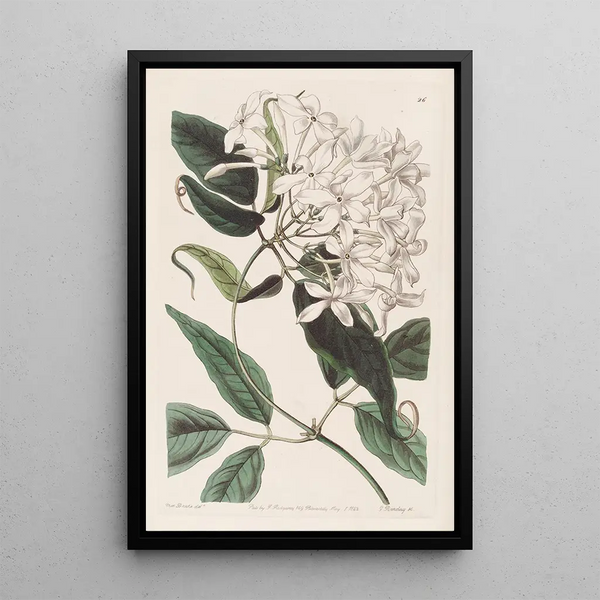 Sydenham Edwards - Tailleaved Jasmine.webp