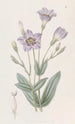 Eustoma haut - Sydenham Edwards — weergave van het kunstwerk