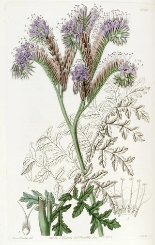 Sydenham Edwards - Tansyleaved Phacelia.webp