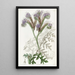 Phacelia with Tansy Leaves - Sydenham Edwards — framed artwork on a wall