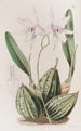 Laelia effilée - Sydenham Edwards — artwork view
