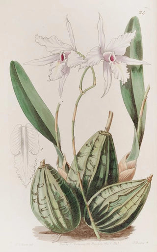 Sydenham Edwards - Tapering Laelia.webp