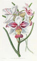 Vanda with tapered leaves - Sydenham Edwards — artwork view