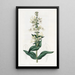 Pentstémon with pointed tip - Sydenham Edwards — framed artwork on a wall