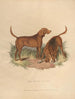 De Bloedhond - Sydenham Edwards — weergave van het kunstwerk
