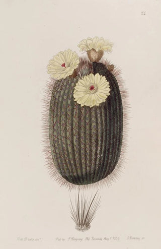 Sydenham Edwards - The Broom Cactus.webp