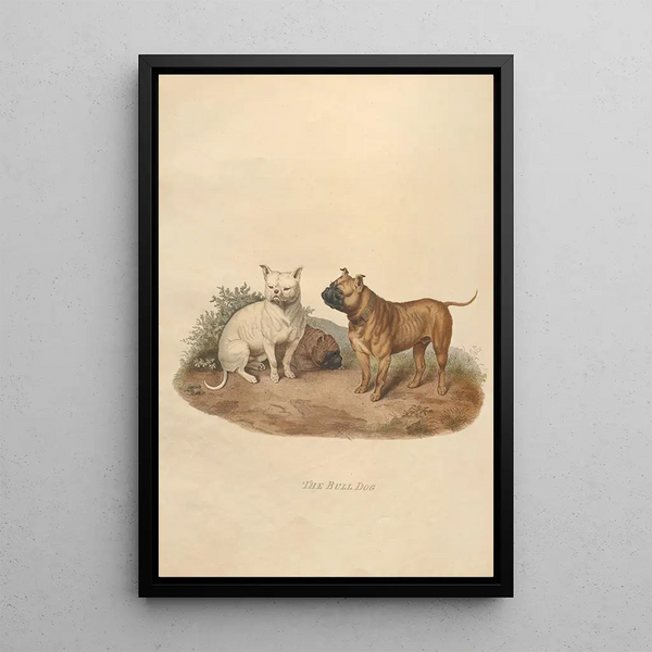 Sydenham Edwards - The Bull Dog.webp