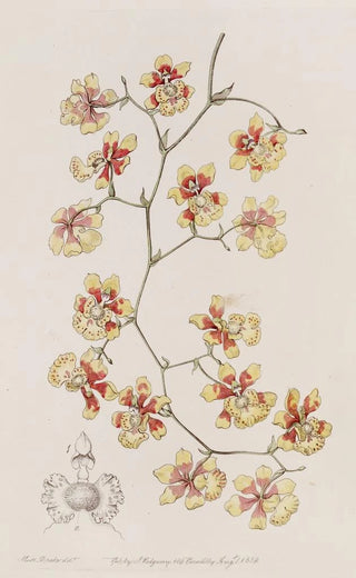 Sydenham Edwards - The Cushion Oncidium.webp